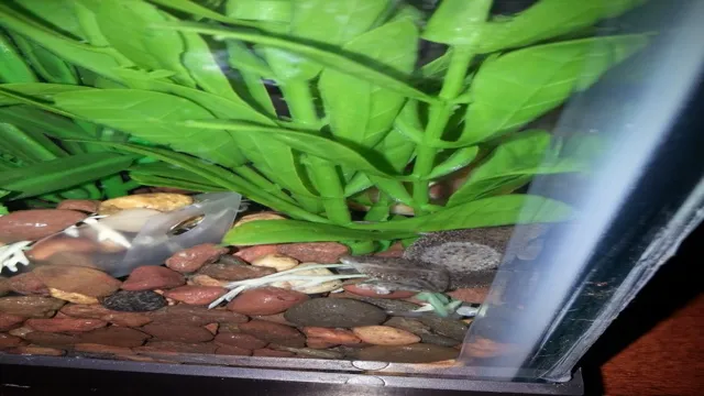 how to clean aquarium after frog died