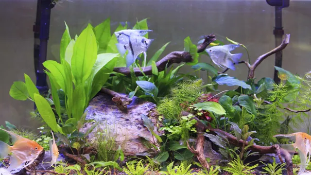 How to Clean Aquarium Fake Plants: Quick & Easy Tips for a Healthier Tank