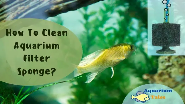 How to Clean Aquarium Filter Sponge – A Comprehensive Guide