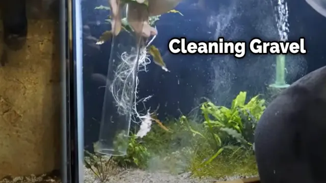 How to Clean Aquarium Gravel Without Removing Water: A Step-by-Step Guide for Fish Keepers