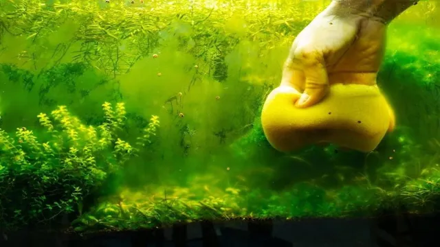 how to clean aquarium green fungus