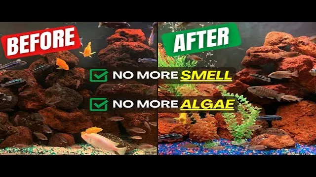 How to Clean Aquarium Lava Rocks: Easy Tips and Tricks for Crystal Clear Water