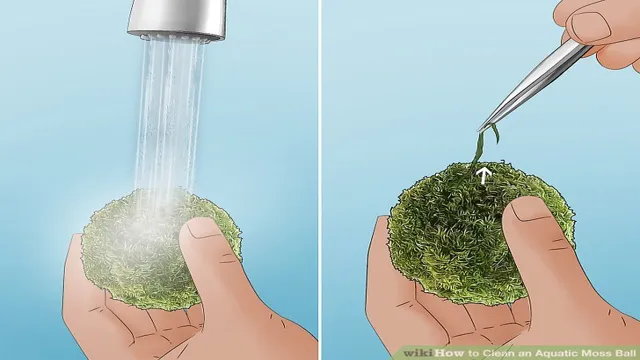 How to Clean Aquarium Moss Balls: Tips and Tricks for a…