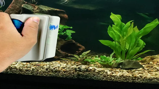 How to Clean Aquarium Plants After Fin Rot: Tips for Proper Cleanup