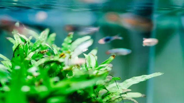 how to clean aquarium plants before planting