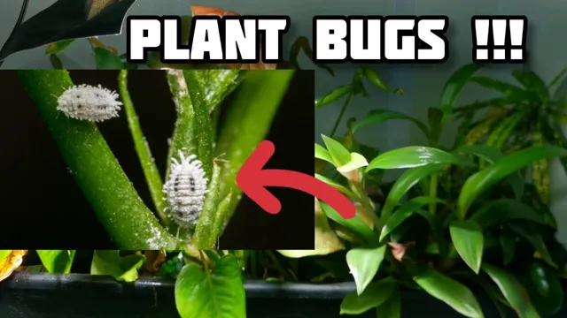 How to Clean Aquarium Plants for Bugs: A Step-by-Step Guide