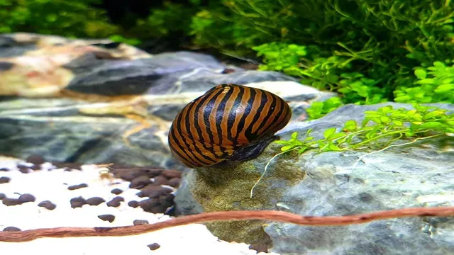 how to clean aquarium plants of snails