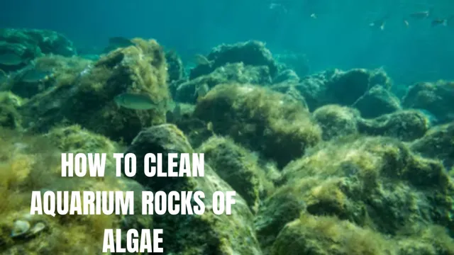 how to clean aquarium roks naturally