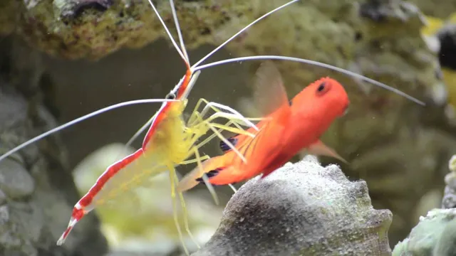 how to clean aquariums for shrimps