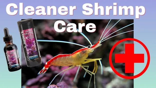 How to Clean Aquariums for Shrimps: Tips and Tricks for a Healthy Shrimp Environment