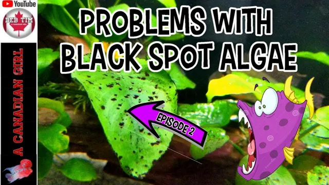 how to clean black algae from aquarium plants