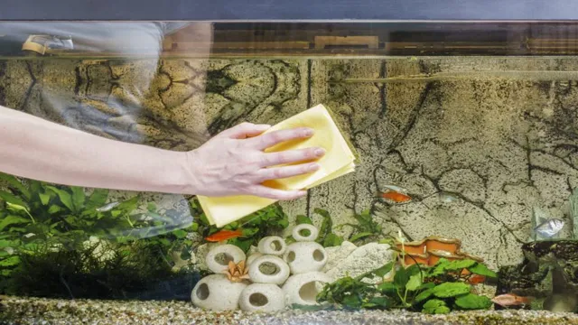 How to Clean Black Mold off of Aquarium Plants: Tips and Tricks