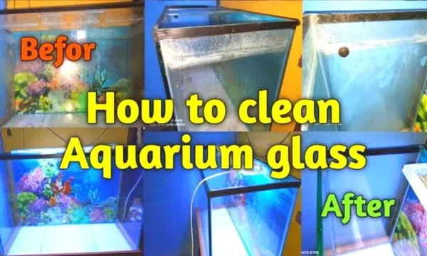 How to Clean Cloudy Glass Aquarium and Keep&hellip;