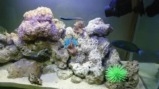 How to Clean Dead Coral for Freshwater Aquarium: Top Tips and Tricks