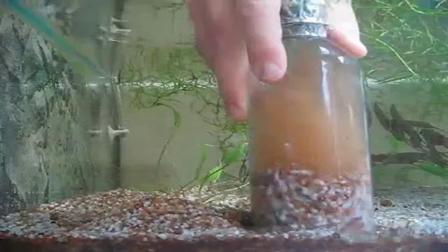 how to clean dirt out of aquarium gravel