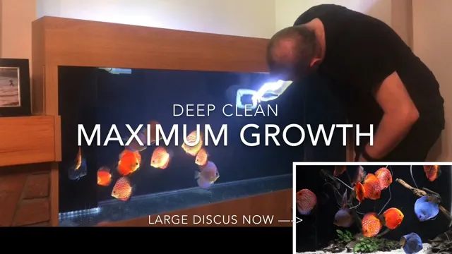 How to Clean Discus Aquarium: Tips and Techniques for Sparkling Tanks