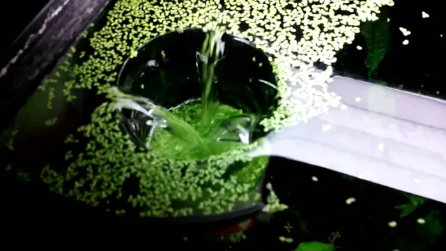how to clean duckweed for aquarium
