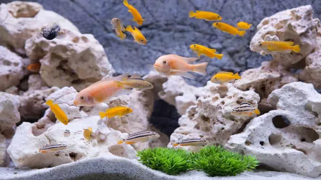 how to clean fish poop from aquarium