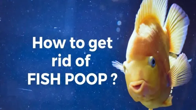 how to clean fish poop in aquarium