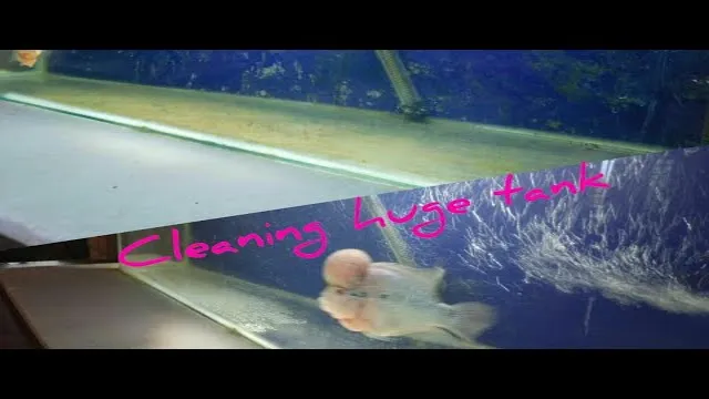 how to clean flowerhorn aquarium
