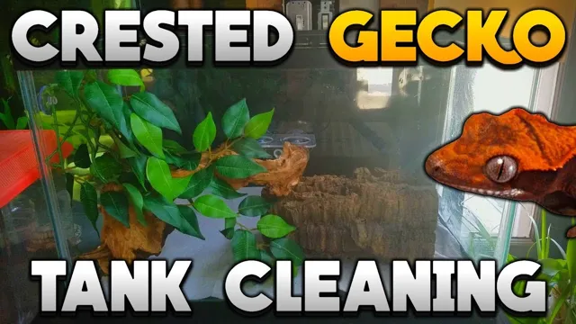 how to clean gecko aquarium