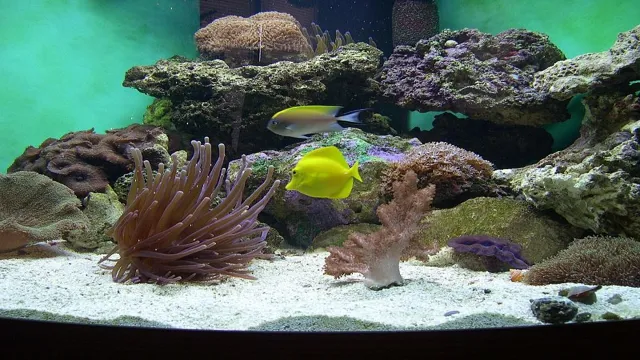 how to clean live rock in aquarium