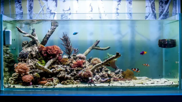 how to clean live rock in aquarium