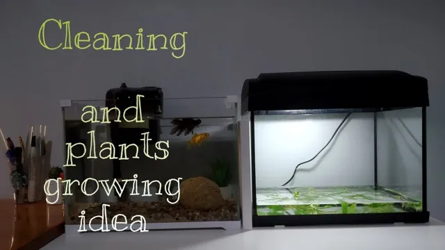 How to Clean Mini Aquarium: A Step-by-Step Guide for Sparkling Water