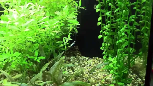 how to clean moneywart aquarium plants