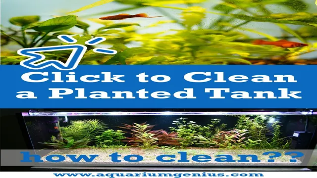 how to clean my aquarium plants