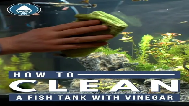 how to clean my aquarium with vinegar