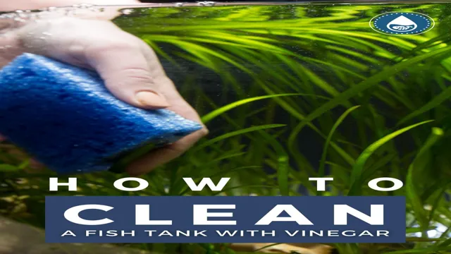 How to Clean New Aquarium Glass with Vinegar: A Step-by-Step Guide