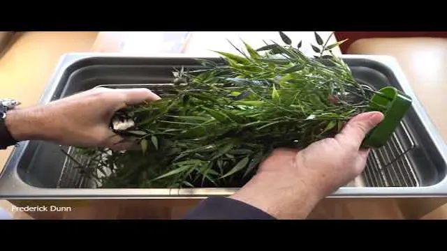 How to Clean New Plastic Aquarium Plants: Step-by-Step Guide