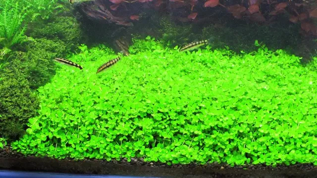 how to clean newly purchased monte carlo for aquarium