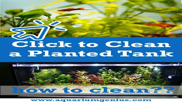 how to clean plants before adding to aquarium