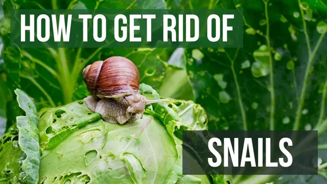 how to clean plants to get rid of snails aquarium