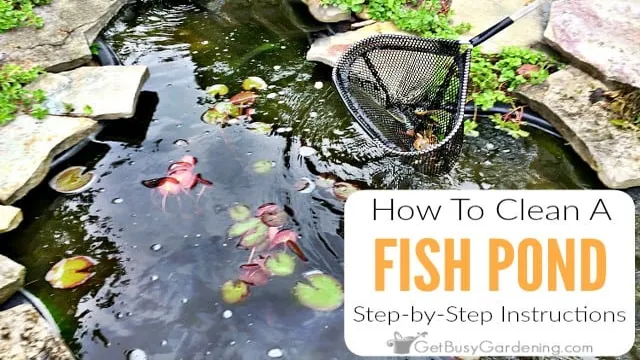 how to clean pond plants for aquarium use
