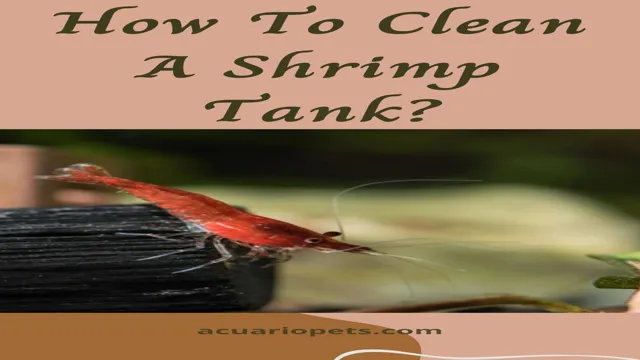 How to Clean Shrimp Aquarium: 6 Simple Steps for Sparkling Clean Water