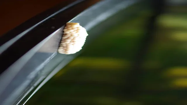 how to clean snail eggs from an aquarium