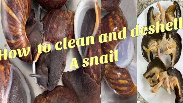 How to Clean Snail Shells for Aquarium: A Step-by-Step Guide