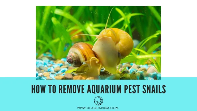 how to clean snails off aquarium plants