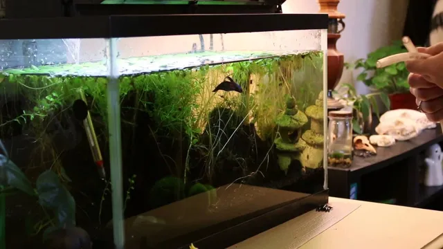 How to Clean Substrate in Planted Aquarium: A Comprehensive Guide