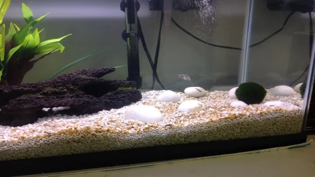 How to Clean White Aquarium Gravel: Top Tips and Tricks for Spotless Substrate