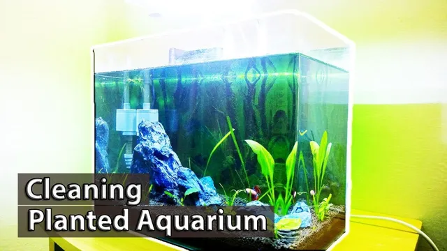 how to clean wild aquarium plants before planting