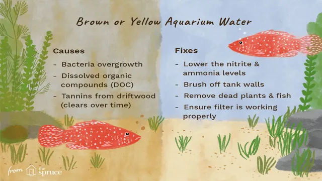 How to Clean Yellow Aquarium Water: Best Techniques and Tips