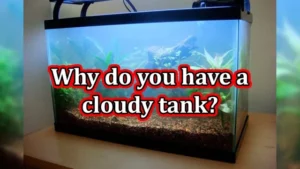 how to clear a cloudy freshwater aquarium