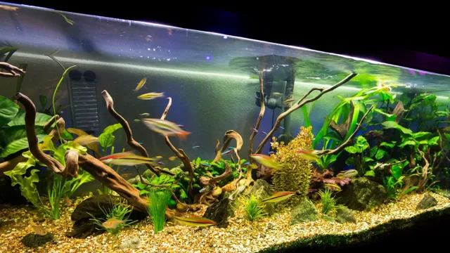 How to Clear Aquarium Water from Driftwood – Simple Steps for Crystal Clear Tank