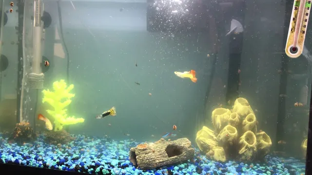 how to clear cloudy water in new aquarium