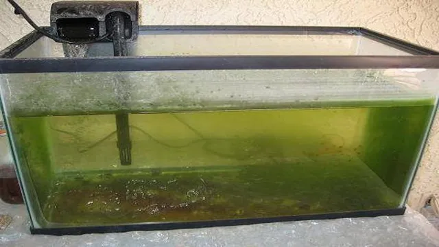 how to clear green algae in aquarium