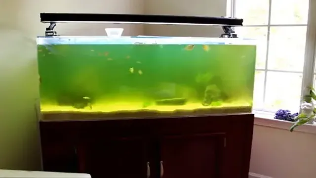 how to clear green aquarium water algone